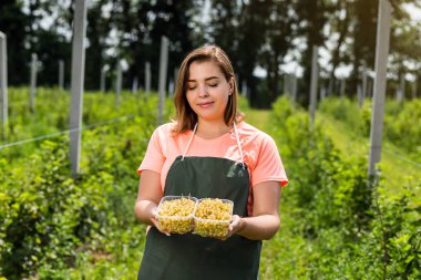 Hasat ile bahçede çilek kutusu kadınla çalışan sarı frenk üzümü yetiştiricileri mühendisi
