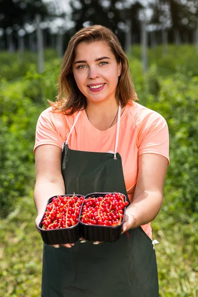 Frenk üzümü yetiştiricileri mühendis bahçesinde hasat, bulunan kadın çilek kutusu ile çalışma