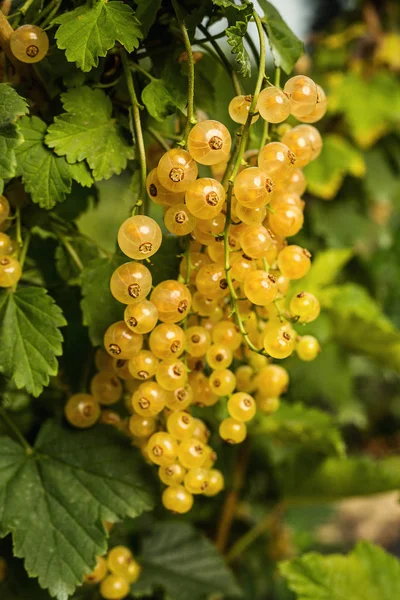 Bush Ripe Yellow Currant Growing Garden Summer Harvest — Stock Photo, Image