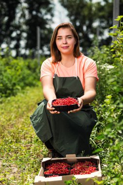 Frenk üzümü yetiştiricileri mühendis bahçesinde hasat, bulunan kadın çilek kutusu ile çalışma