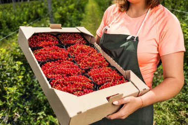 Frenk üzümü yetiştiricileri mühendis bahçesinde hasat, bulunan kadın çilek kutusu ile çalışma