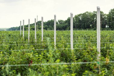 Frenk üzümü çalılar bile satır alanına yerleştirmiş. Ekolojik meyve plantasyon concpet