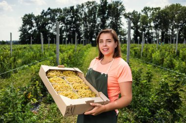 Hasat ile bahçede çilek kutusu kadınla çalışan sarı frenk üzümü yetiştiricileri mühendisi
