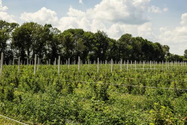 Frenk üzümü çalılar bile satır alanına yerleştirmiş. Ekolojik meyve plantasyon concpet