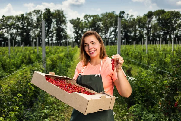 Červený Rybíz Pěstitelé Inženýr Pracující Zahradě Sklizně Žena Bobulí Krabice — Stock fotografie