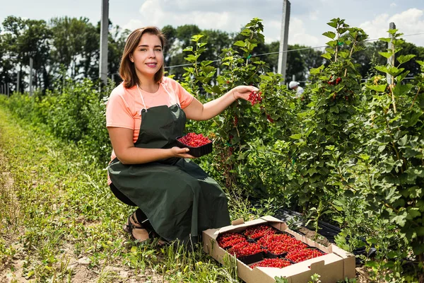 Červený Rybíz Pěstitelé Inženýr Pracující Zahradě Sklizně Žena Bobulí Krabice — Stock fotografie