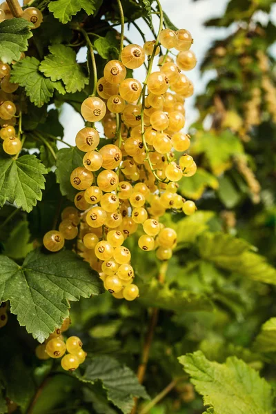 Bush Ripe Yellow Currant Growing Garden Summer Harvest — Stock Photo, Image