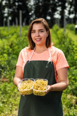 Hasat ile bahçede çilek kutusu kadınla çalışan sarı frenk üzümü yetiştiricileri mühendisi