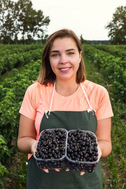 Hasat ile bahçede çilek kutusu kadınla çalışan siyah frenk üzümü yetiştiricileri mühendisi