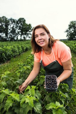 Hasat ile bahçede çilek kutusu kadınla çalışan siyah frenk üzümü yetiştiricileri mühendisi