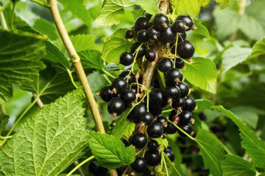 Bush yaz hasat olarak bir bahçede büyüyen Olgun siyah frenk üzümü