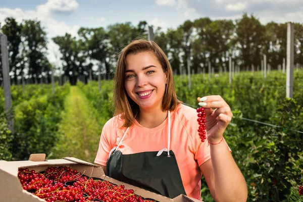 Engenheiro Cultivadores Groselha Vermelha Trabalhando Jardim Com Colheita Mulher Com — Fotografia de Stock