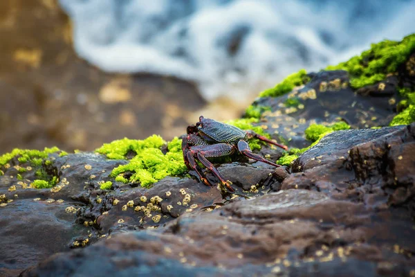 Tenerife Kanarya Adası kayalık sahilinde kırmızı rock yengeç