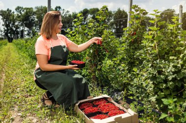 Frenk üzümü yetiştiricileri mühendis bahçesinde hasat, bulunan kadın çilek kutusu ile çalışma