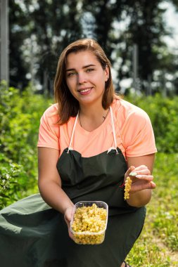 Hasat ile bahçede çilek kutusu kadınla çalışan sarı frenk üzümü yetiştiricileri mühendisi