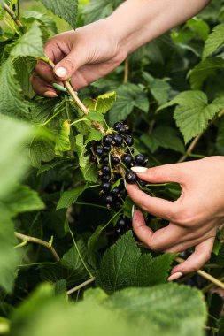 Hasat ile bahçede çilek kutusu kadınla çalışan siyah frenk üzümü yetiştiricileri mühendisi