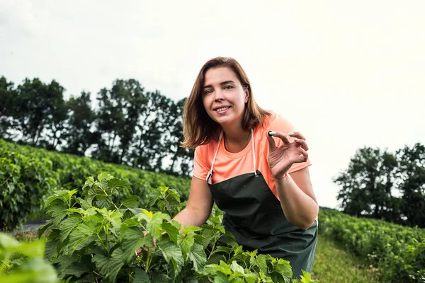 Hasat ile bahçede çilek kutusu kadınla çalışan siyah frenk üzümü yetiştiricileri mühendisi