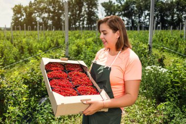 Frenk üzümü yetiştiricileri mühendis bahçesinde hasat, bulunan kadın çilek kutusu ile çalışma