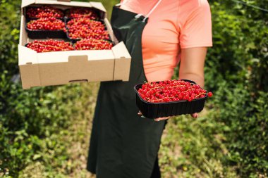 Frenk üzümü yetiştiricileri mühendis bahçesinde hasat, bulunan kadın çilek kutusu ile çalışma