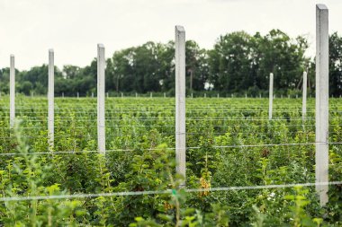 Frenk üzümü çalılar bile satır alanına yerleştirmiş. Ekolojik meyve plantasyon concpet