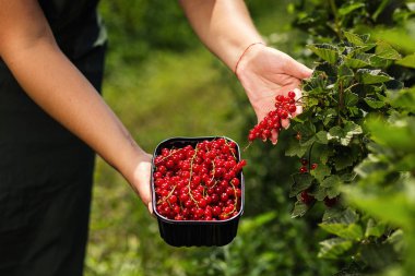 Frenk üzümü yetiştiricileri mühendis bahçesinde hasat, bulunan kadın çilek kutusu ile çalışma
