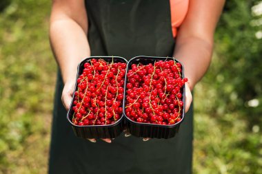 Frenk üzümü yetiştiricileri mühendis bahçesinde hasat, bulunan kadın çilek kutusu ile çalışma