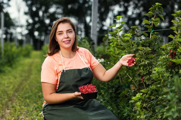 Frenk üzümü yetiştiricileri mühendis bahçesinde hasat, bulunan kadın çilek kutusu ile çalışma