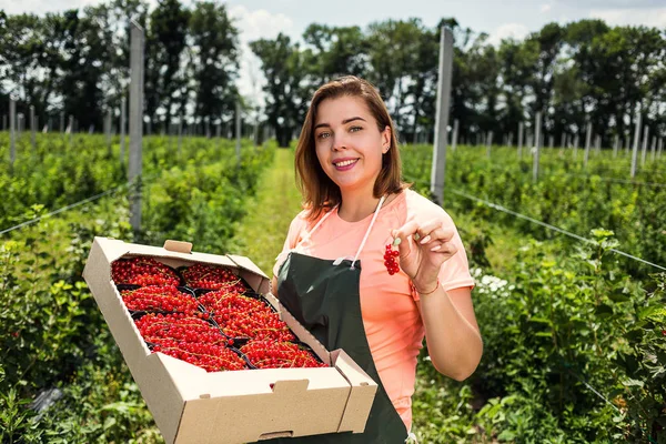 Frenk üzümü yetiştiricileri mühendis bahçesinde hasat, bulunan kadın çilek kutusu ile çalışma