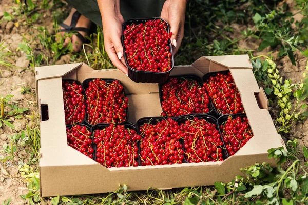 Çiftçi pazarda taze kırmızı kuş üzümü, plastik kutu dolu. 