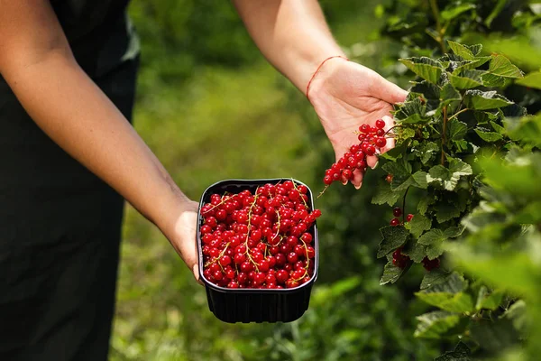 Frenk üzümü yetiştiricileri mühendis bahçesinde hasat, bulunan kadın çilek kutusu ile çalışma