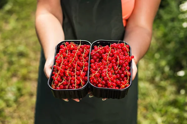 Frenk üzümü yetiştiricileri mühendis bahçesinde hasat, bulunan kadın çilek kutusu ile çalışma