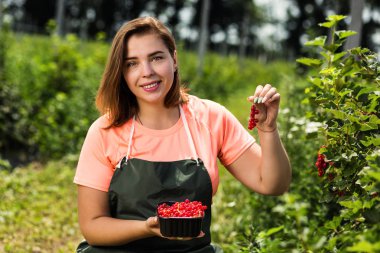 Frenk üzümü yetiştiricileri mühendis bahçesinde hasat, bulunan kadın çilek kutusu ile çalışma
