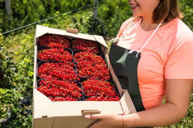 Frenk üzümü yetiştiricileri mühendis bahçesinde hasat, bulunan kadın çilek kutusu ile çalışma