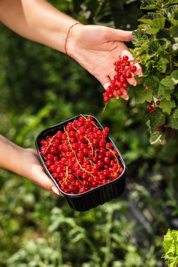 Frenk üzümü yetiştiricileri mühendis bahçesinde hasat, bulunan kadın çilek kutusu ile çalışma
