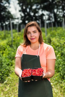 Frenk üzümü yetiştiricileri mühendis bahçesinde hasat, bulunan kadın çilek kutusu ile çalışma