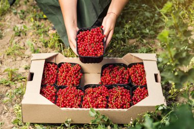 Frenk üzümü yetiştiricileri mühendis bahçesinde hasat, bulunan kadın çilek kutusu ile çalışma