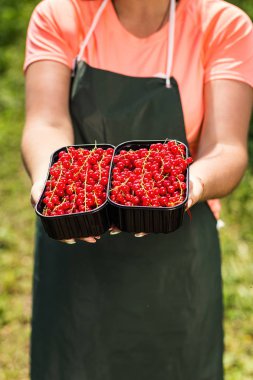 Frenk üzümü yetiştiricileri mühendis bahçesinde hasat, bulunan kadın çilek kutusu ile çalışma