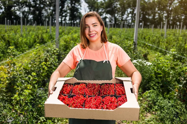 Engenheiro Cultivadores Groselha Vermelha Trabalhando Jardim Com Colheita Mulher Com — Fotografia de Stock