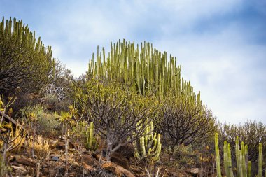 Grove kaktüsler Tenerife Kanarya Adaları'nda Okyanusu yakınlarındaki buzlu ile