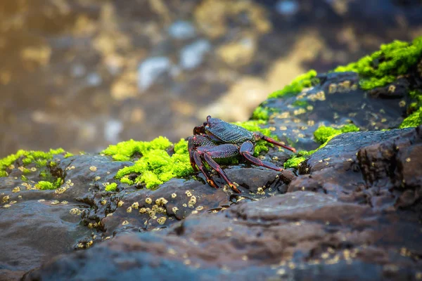 Tenerife Kanarya Adası Kayalık Sahilinde Kırmızı Rock Yengeç — Stok fotoğraf