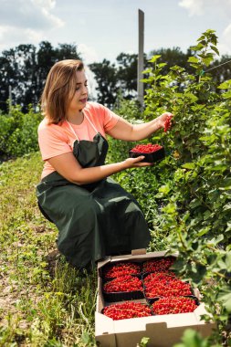Frenk üzümü yetiştiricileri mühendis bahçesinde hasat, bulunan kadın çilek kutusu ile çalışma