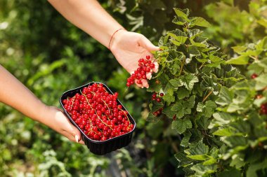 Frenk üzümü yetiştiricileri mühendis bahçesinde hasat, bulunan kadın çilek kutusu ile çalışma