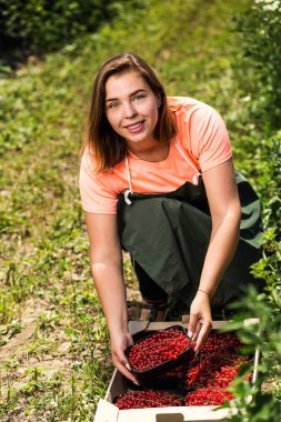Frenk üzümü yetiştiricileri mühendis bahçesinde hasat, bulunan kadın çilek kutusu ile çalışma