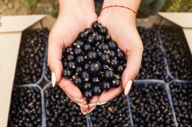 Hasat ile bahçede çilek kutusu kadınla çalışan siyah frenk üzümü yetiştiricileri mühendisi
