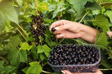 Hasat ile bahçede çilek kutusu kadınla çalışan siyah frenk üzümü yetiştiricileri mühendisi
