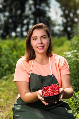 Frenk üzümü yetiştiricileri mühendis bahçesinde hasat, bulunan kadın çilek kutusu ile çalışma