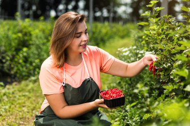 Frenk üzümü yetiştiricileri mühendis bahçesinde hasat, bulunan kadın çilek kutusu ile çalışma