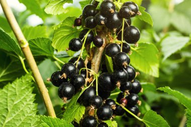Bush yaz hasat olarak bir bahçede büyüyen Olgun siyah frenk üzümü