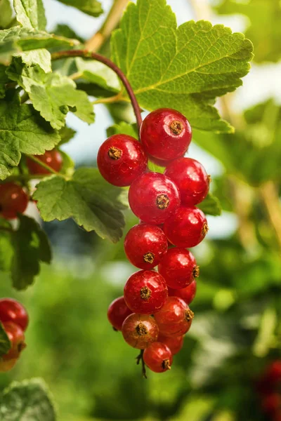 Bush Ripe Red Currant Growing Garden Summer Harvest — Stock Photo, Image