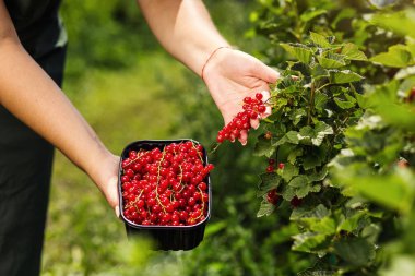 Frenk üzümü yetiştiricileri mühendis bahçesinde hasat, bulunan kadın çilek kutusu ile çalışma